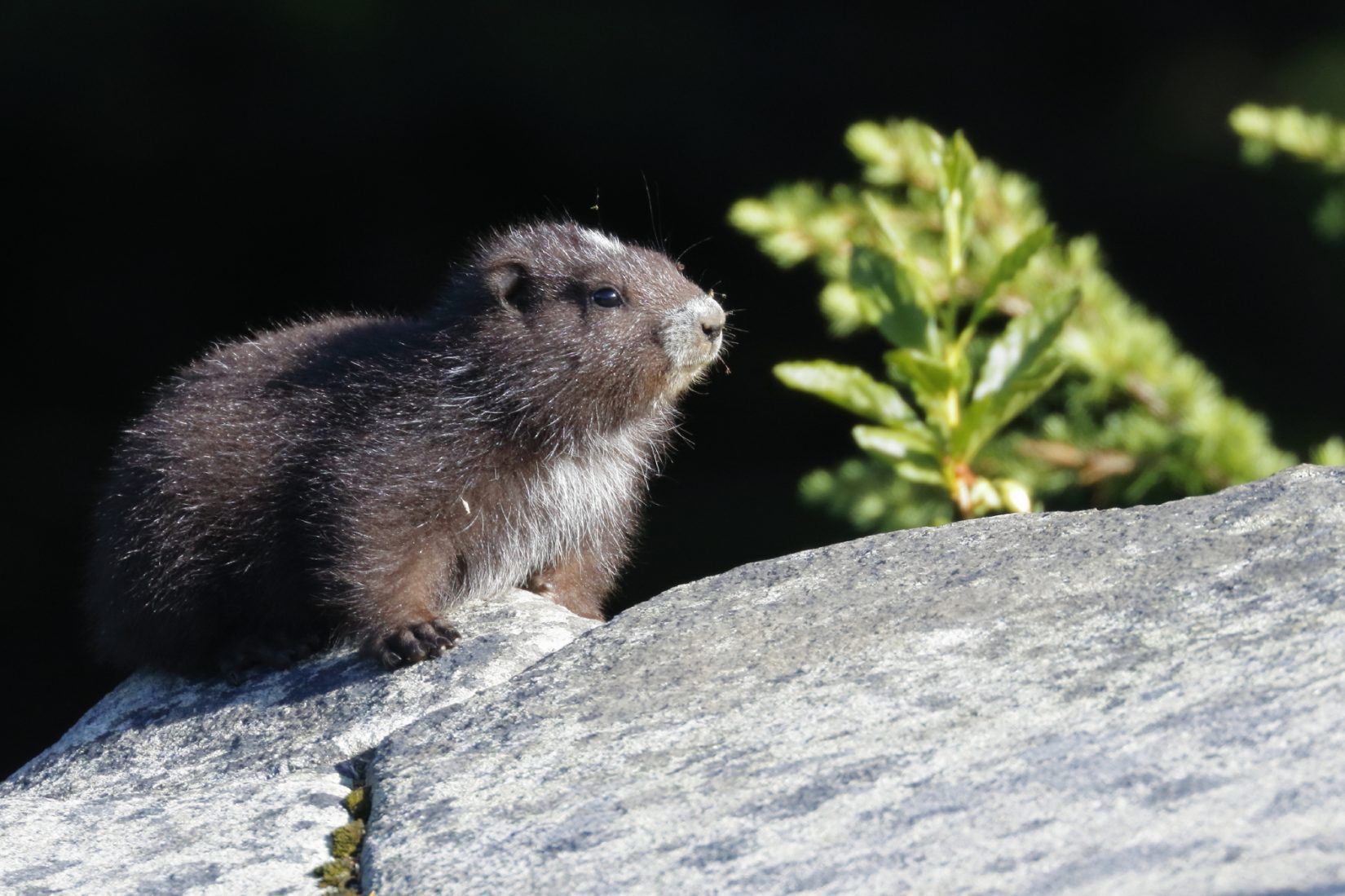 Vancouver Island marmot resting on rock