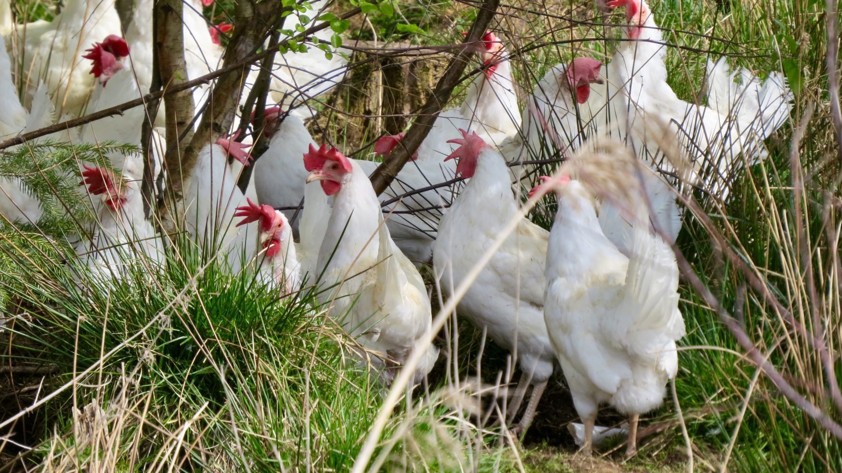 Leading the shift to cage-free housing in Canada - BC SPCA