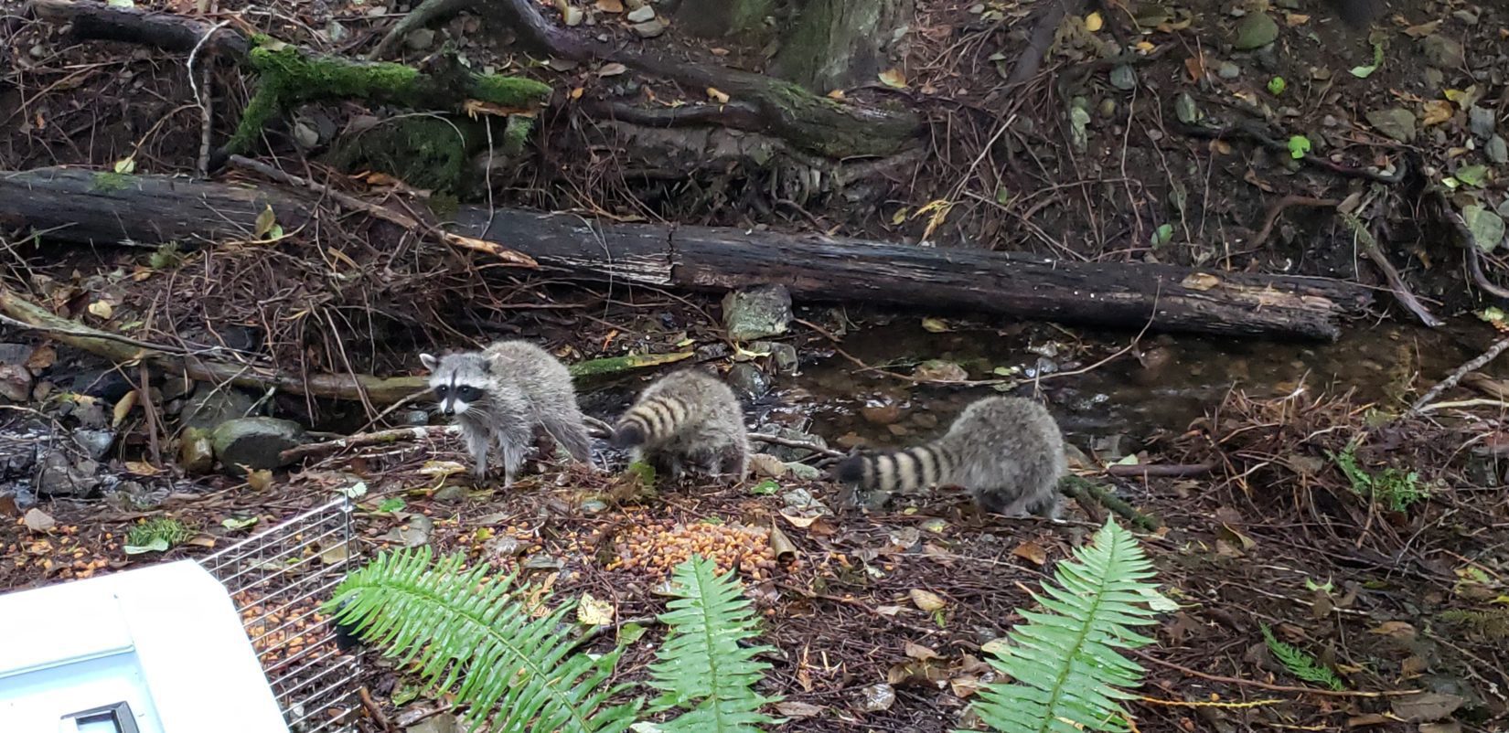 Three raccoons being released back to wild