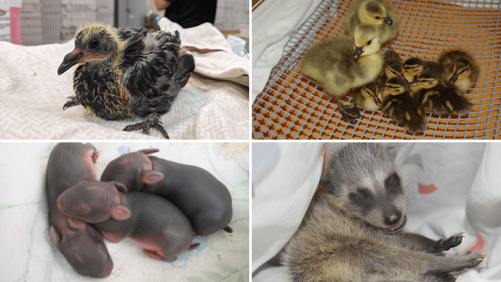 Collage of baby animals - pigeon, ducklings & goslings, newborn cottontail rabbits, baby raccoon