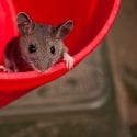 Cute wild mouse in red bucket