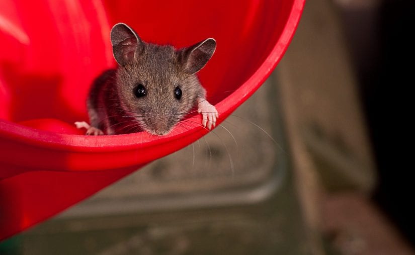 Cute wild mouse in red bucket