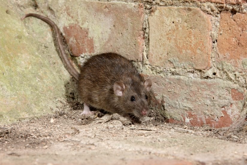 Norway rat on ground in brick corner