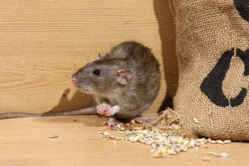 Norway rat by a spilling bag of grains