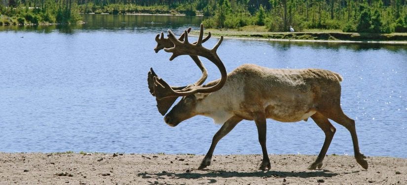 Woodland caribou walking near lake