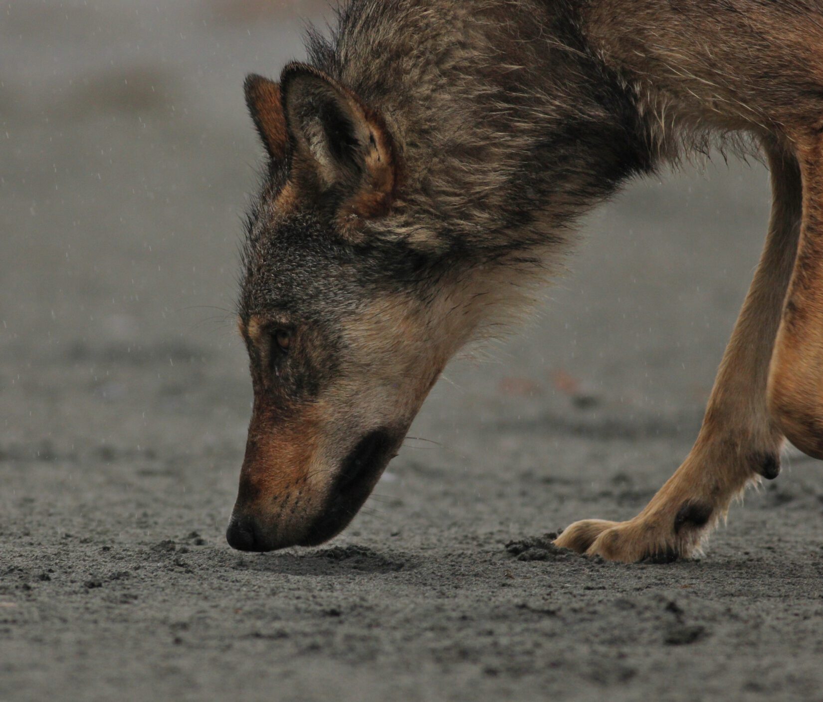 Wolf sniffing sandy ground