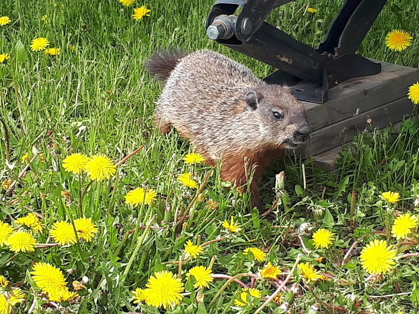 Woodchuck in dandelion patch