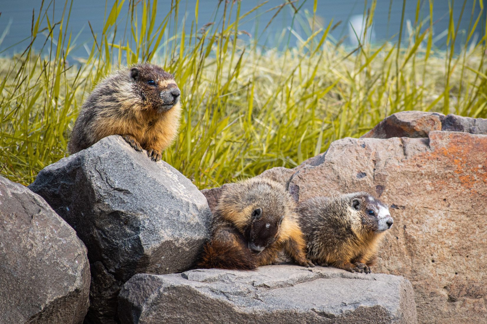 Yellow-bellied marmot family sitting on rocks