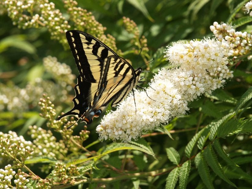 Yellow and black butterfly on white flowers