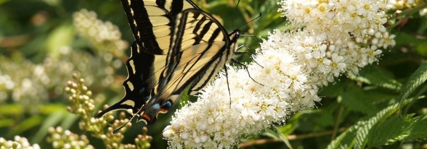 Yellow and black butterfly on white flowers