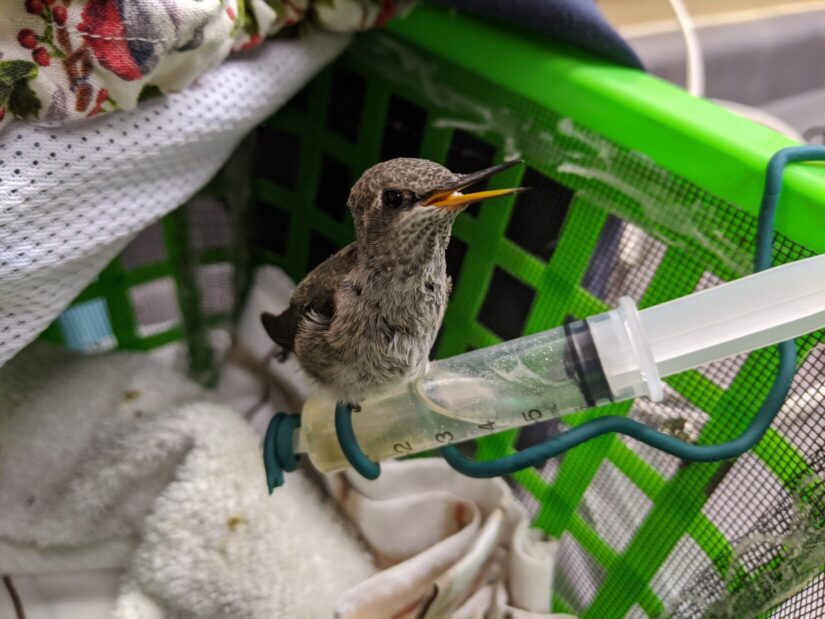 Young hummingbird fed nectar at Wild ARC