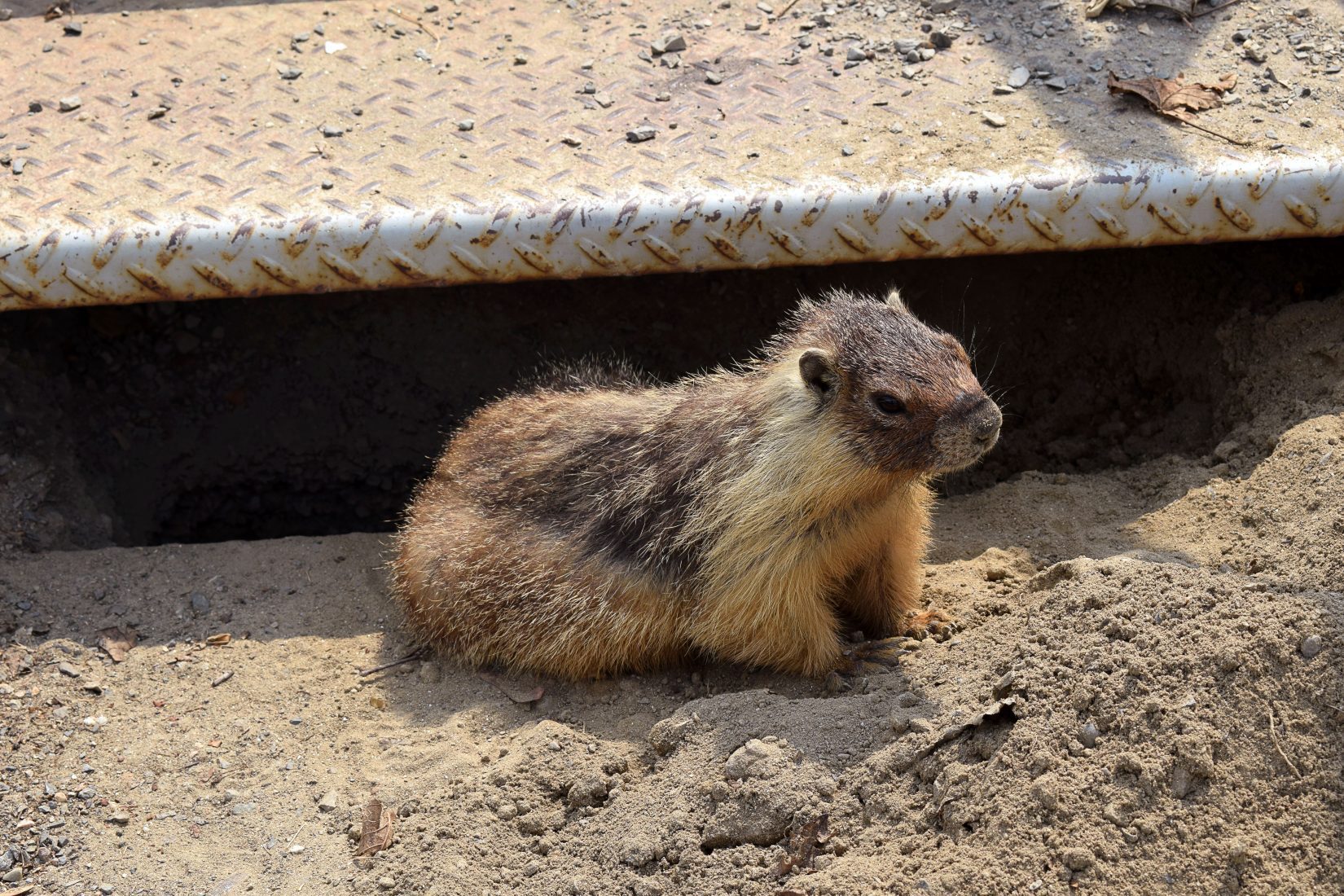 Young marmot on a sandy trail