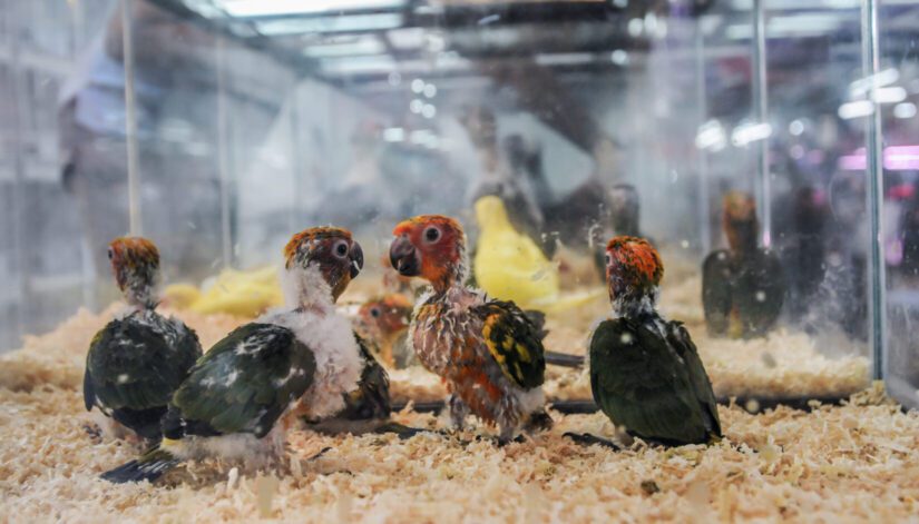 Young parrots on display at a market