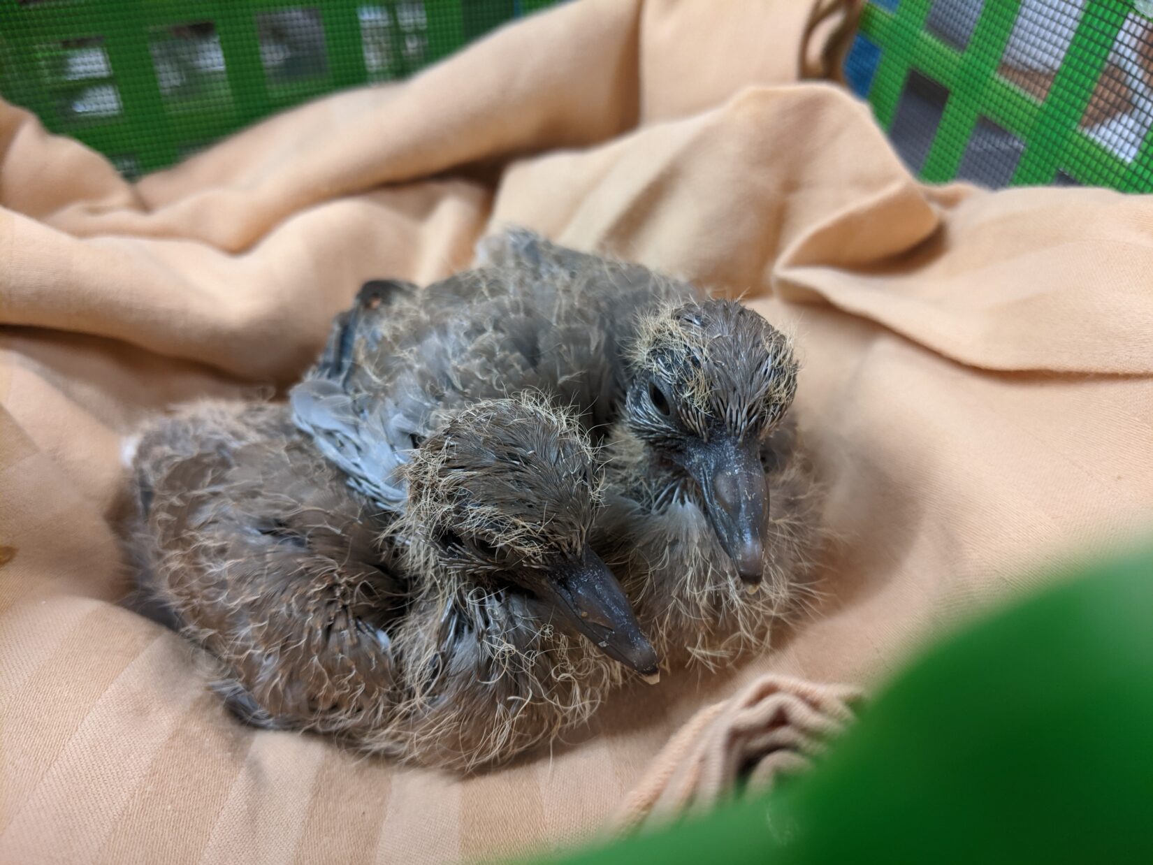 Young pigeons in care at Wild ARC