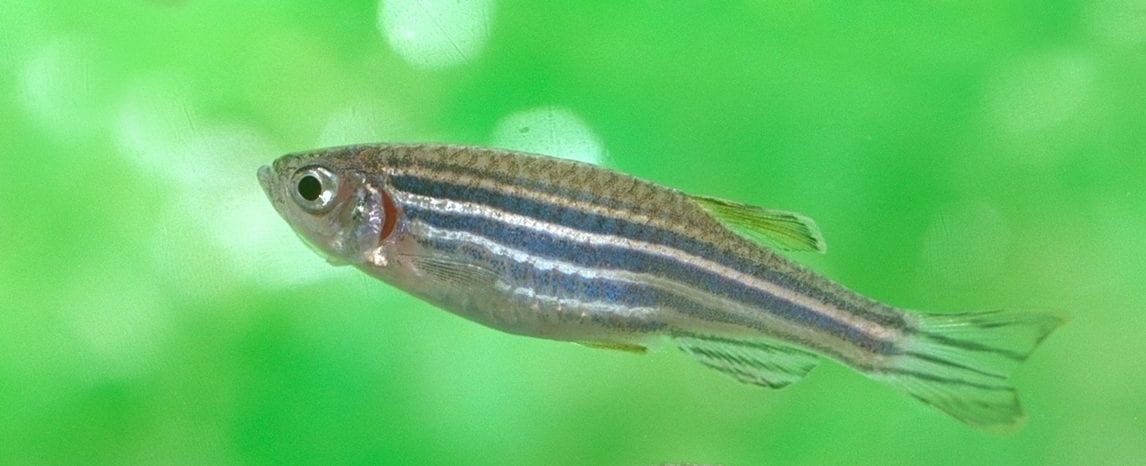 Zebrafish photo by Tohru Murakami